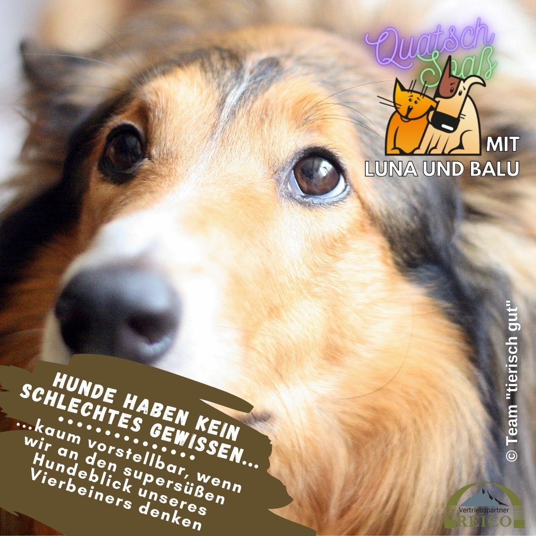LunaBalu 24 Hund Gewissen