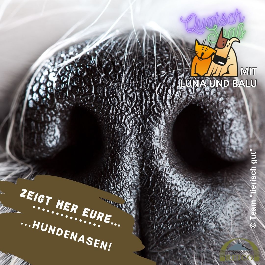 LunaBalu 24 Hund Gewissen