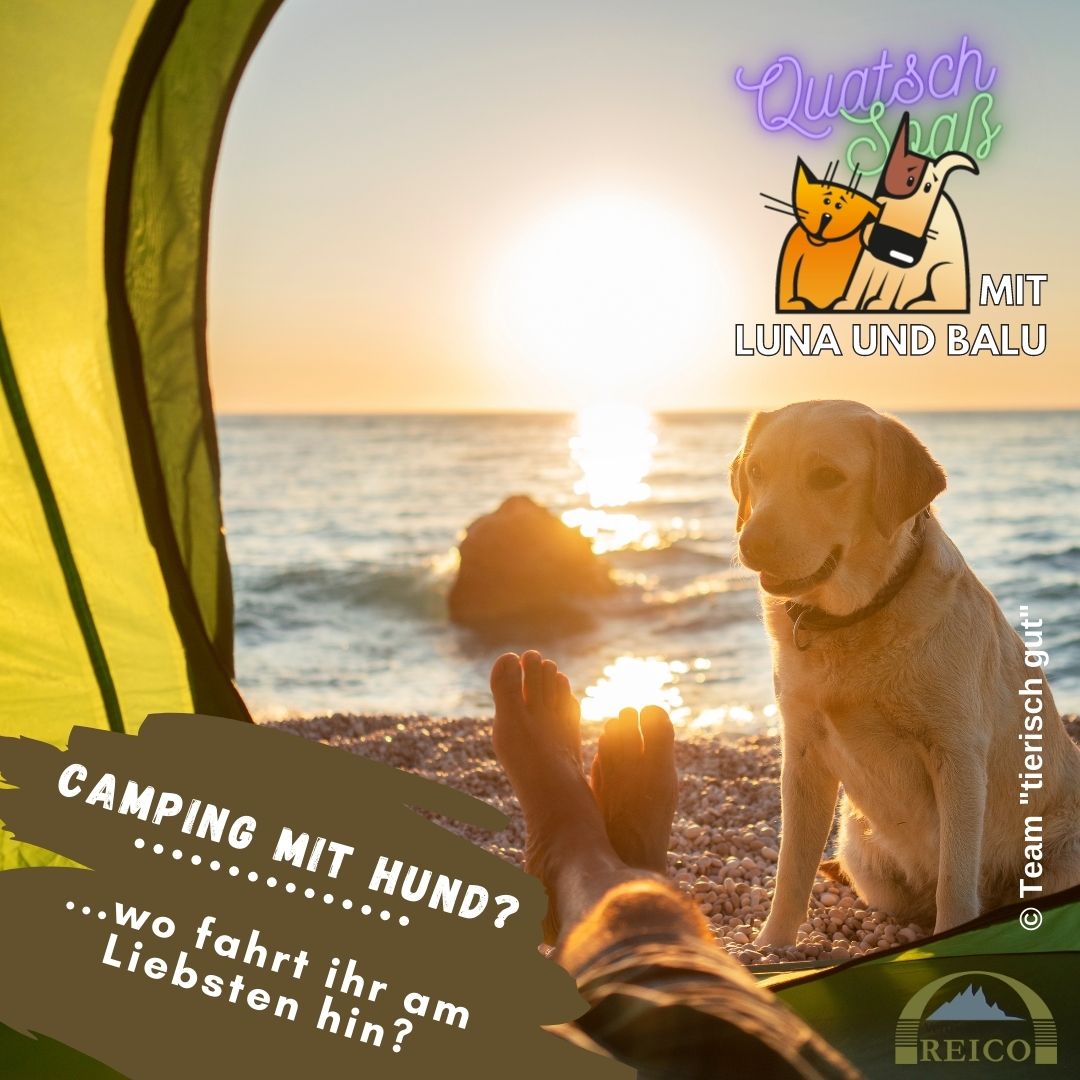 LunaBalu 24 Hund Gewissen