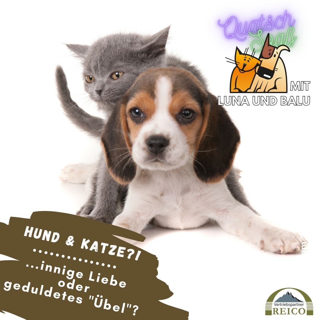 LunaBalu 24 Hund Gewissen